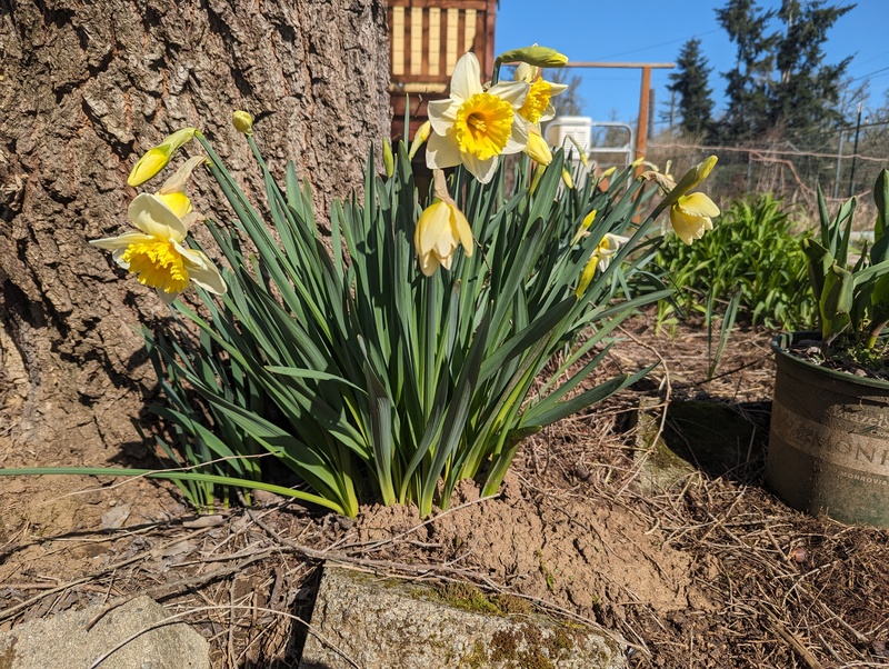 Daffodils that aren't all yellow. They are at the base of the elm tree.