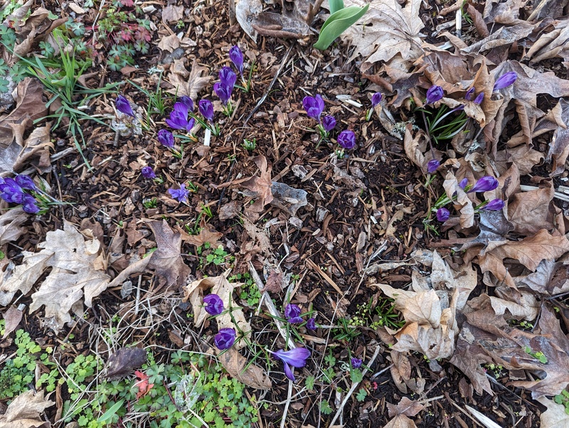 Crocuses popping up.
