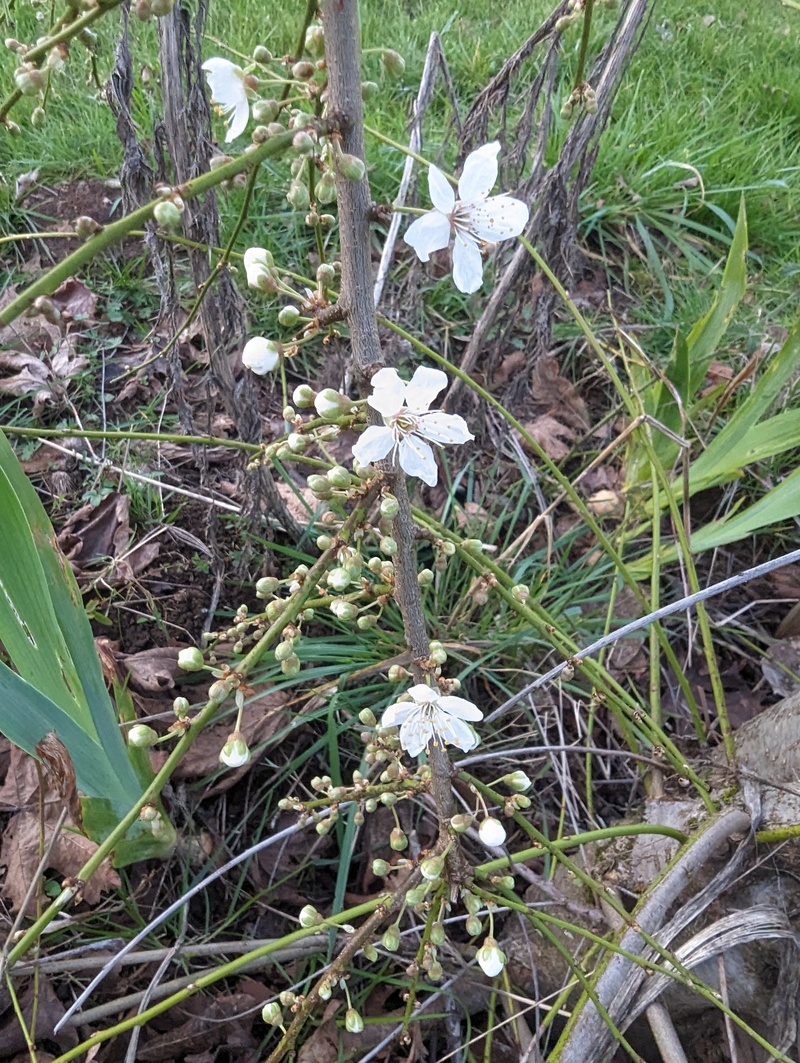 The Italian plum has blooms