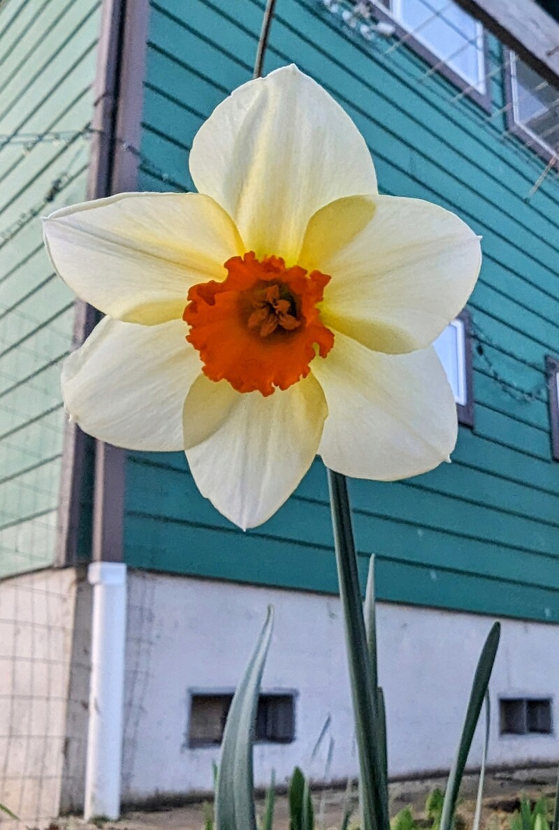 Daffodil that isn't all yellow.