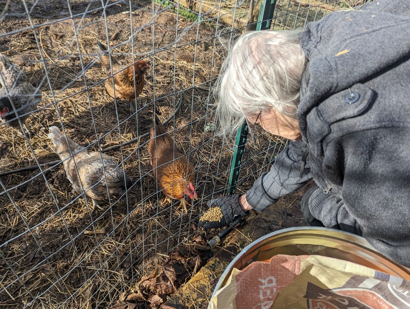 Aliene with the chickens.
