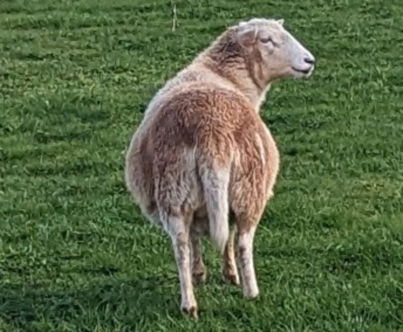 Pregnant sheep?
