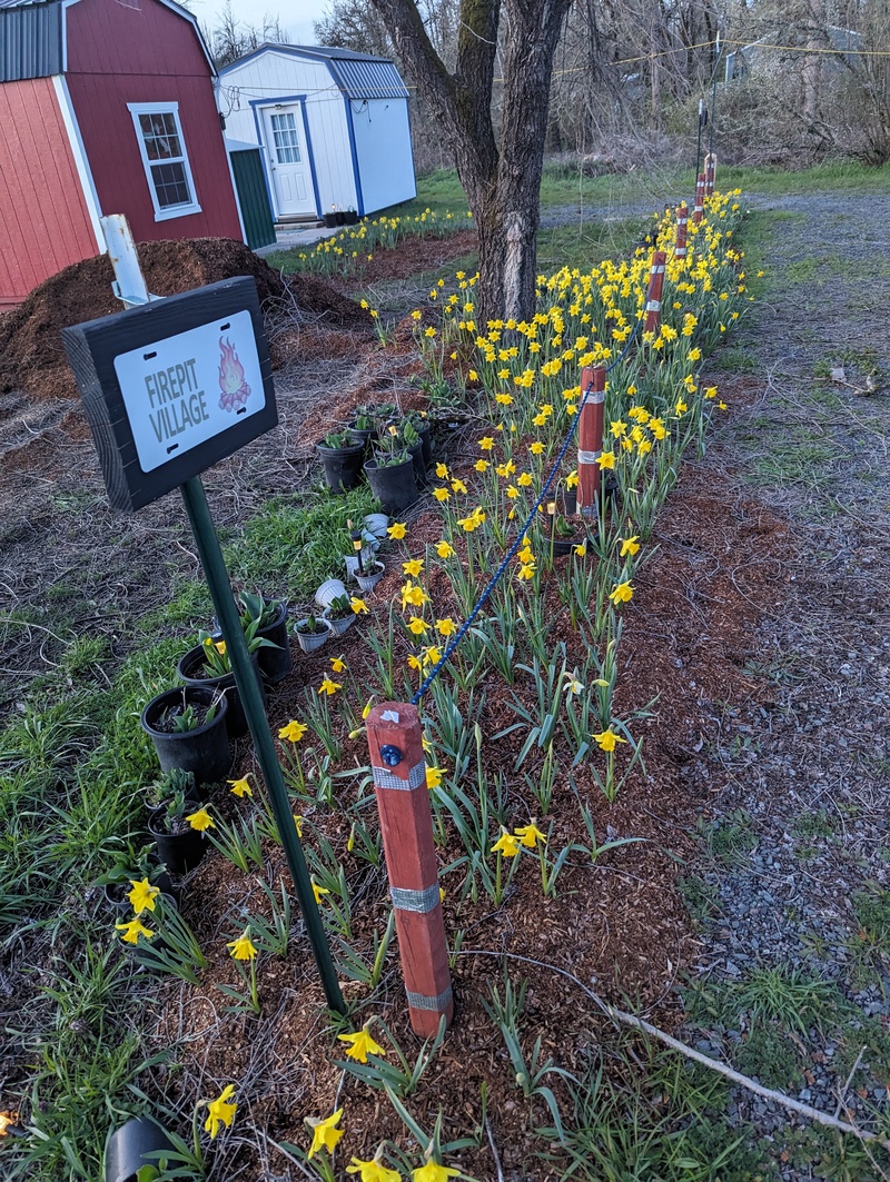 Daffodils along Nordic parking.