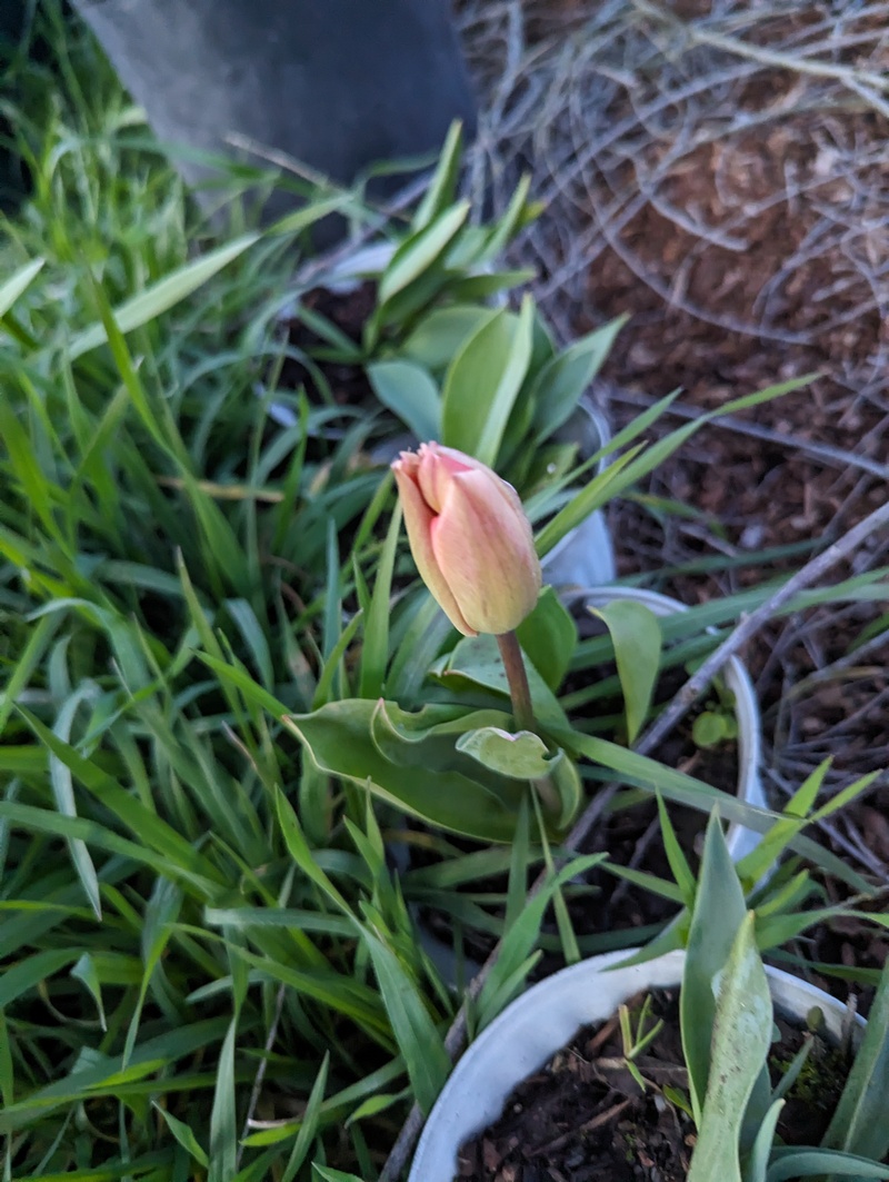 First Tulip starting to turn.
