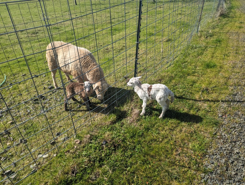 Sandy butted the baby half way through the fence. Then Lois had to go rescue it and get it back to her butthead Mama.