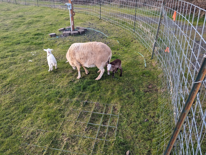 Two little lambs and their mama