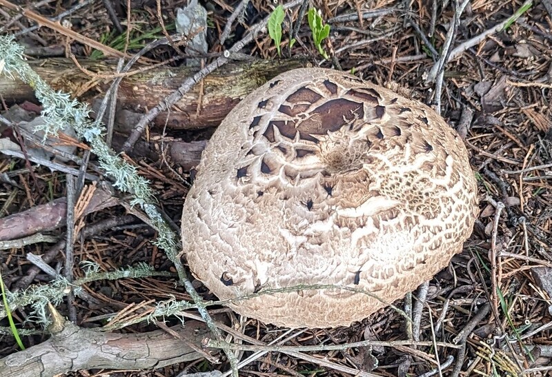 Very large mushroom.
