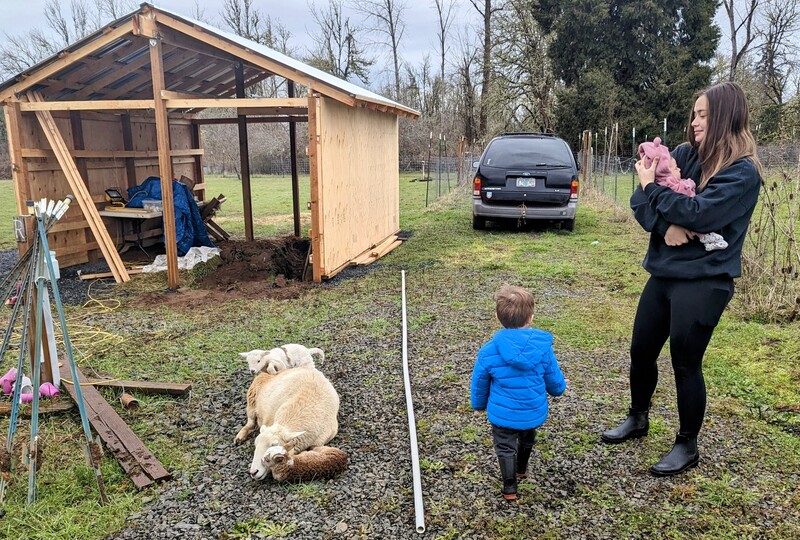 Tia, Dax, and Jessa visit Sandy and her two lambs near the Sheep Barn shelter that Joseph is building.