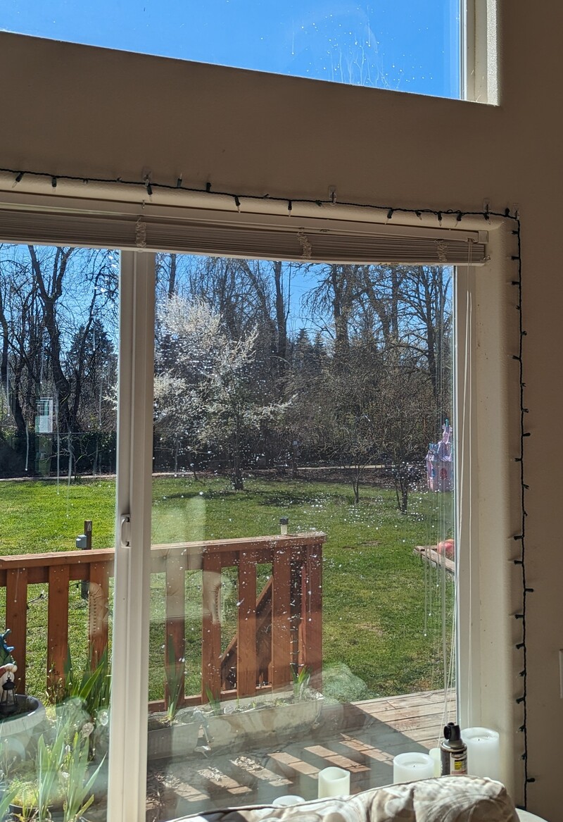 Trees in blossom.