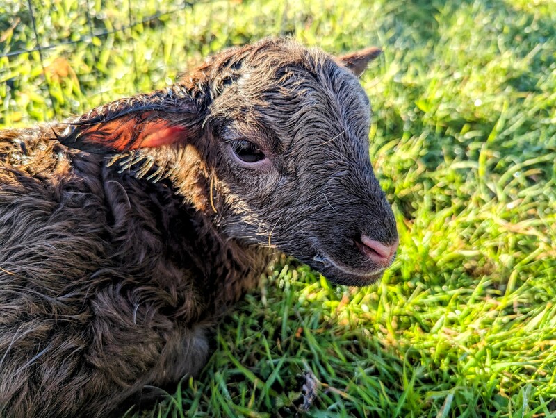 Rosie's 1st lamb