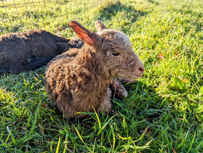 Rosie's 2nd lamb up front. 1st behind.