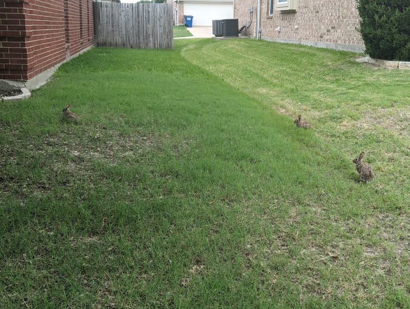 Rabbits in a neighbors yard. Mother nature is alive and well.