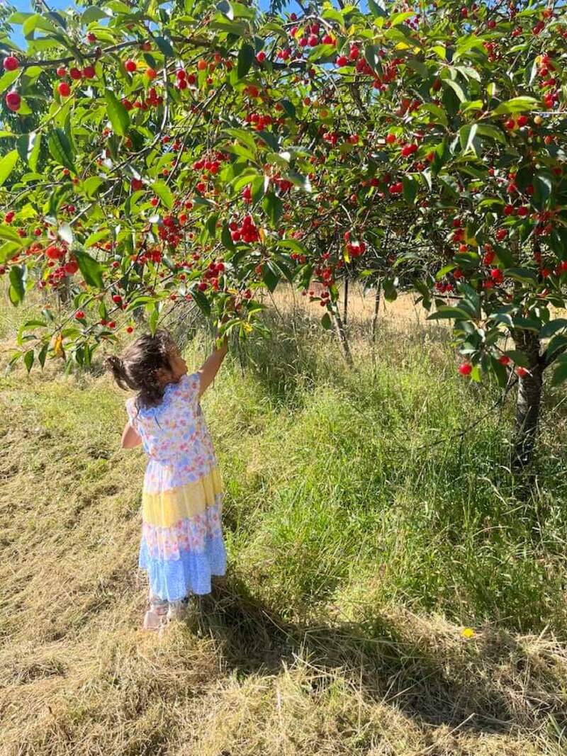 Sum Sum picking cherries