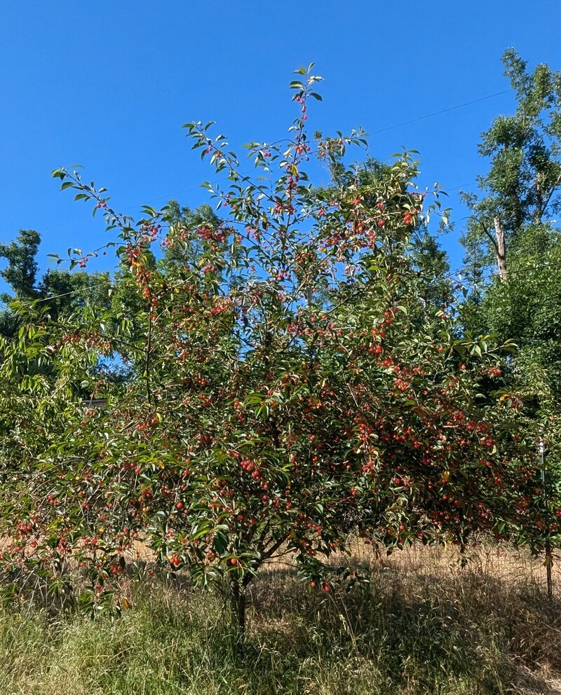 Montgomery Cherries, sadly they are all gone now.