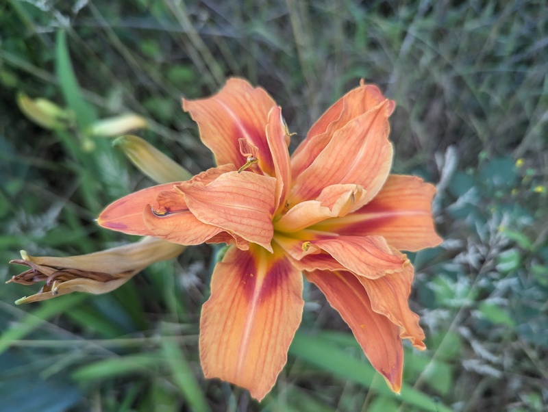 Daylily