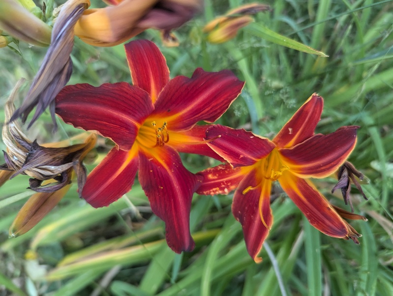 Daylily