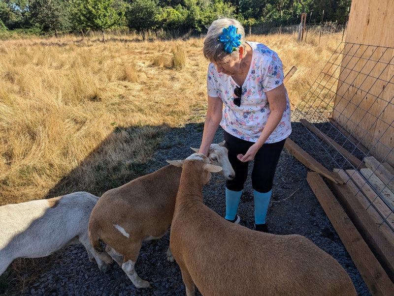 Cindy feeding the sheep.