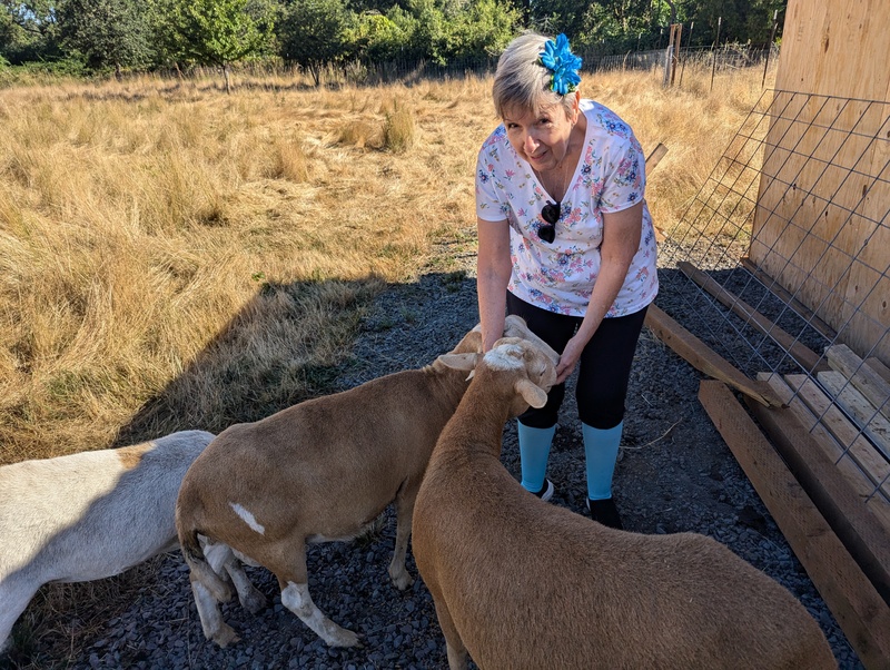 Cindy feeding the sheep.