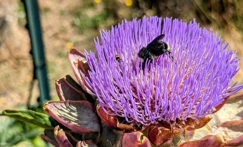 Big bumblebee in am artichoke flower.