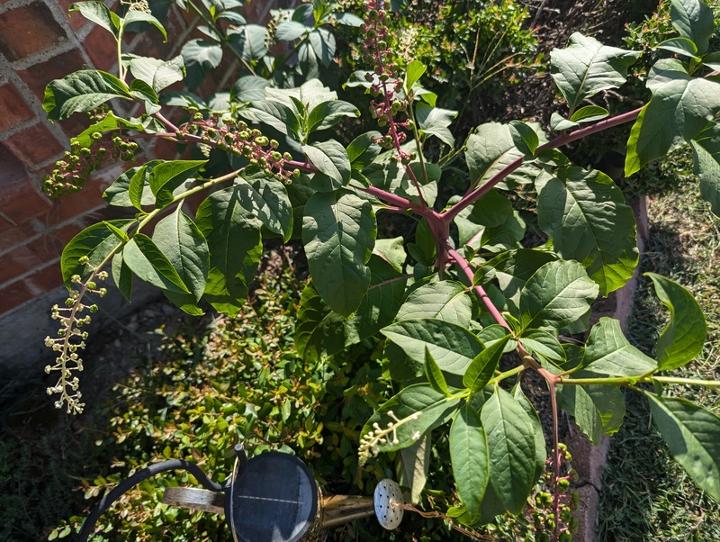 We came home to 24 inch poke weed that wasn't there when I left.