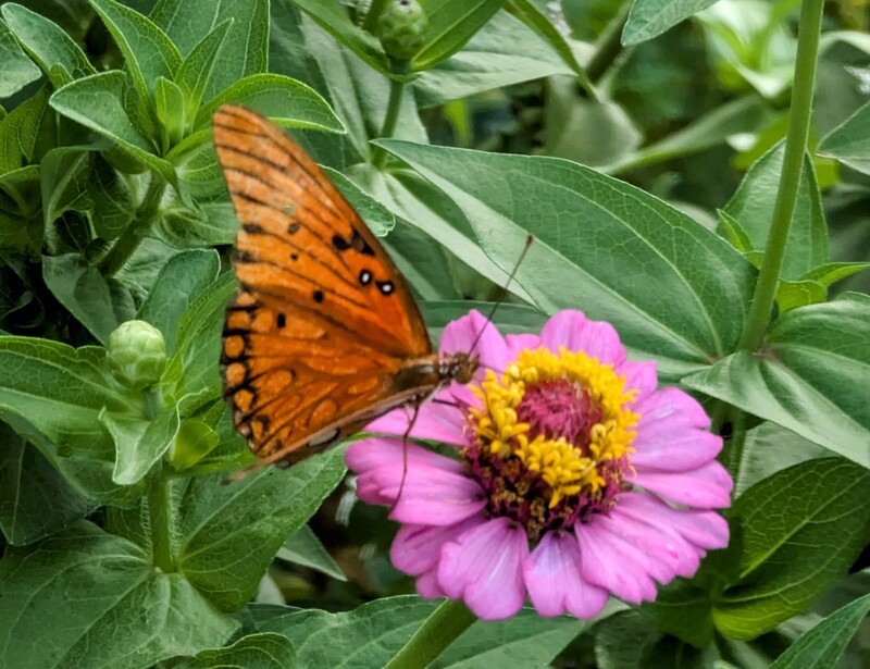 I enjoyed watching a butterfly in a neighbor's garden.