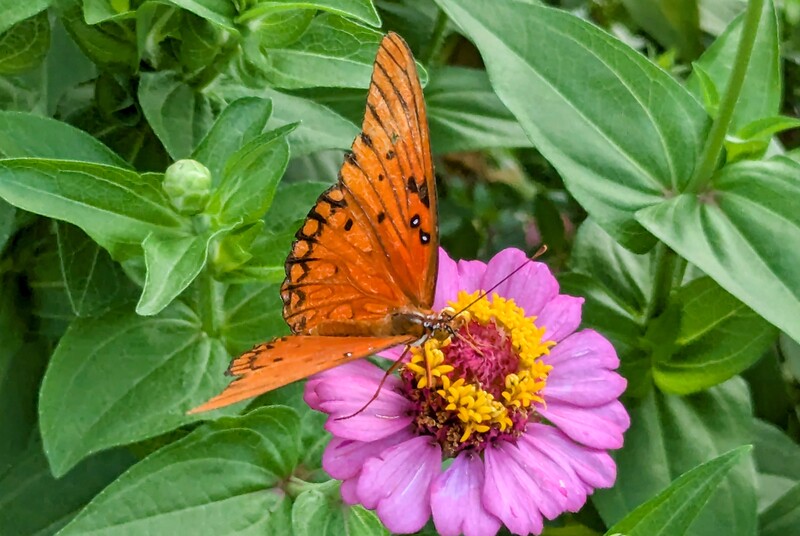 The butterfly was so pretty and fun to watch.