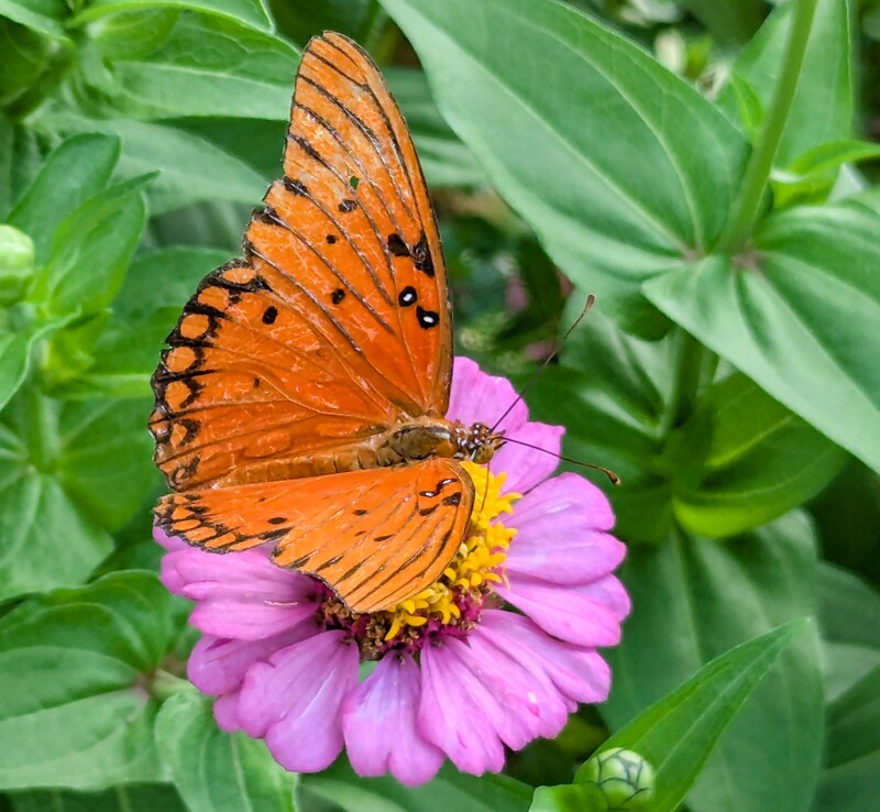 Why is it so fun to photograph butterflies?