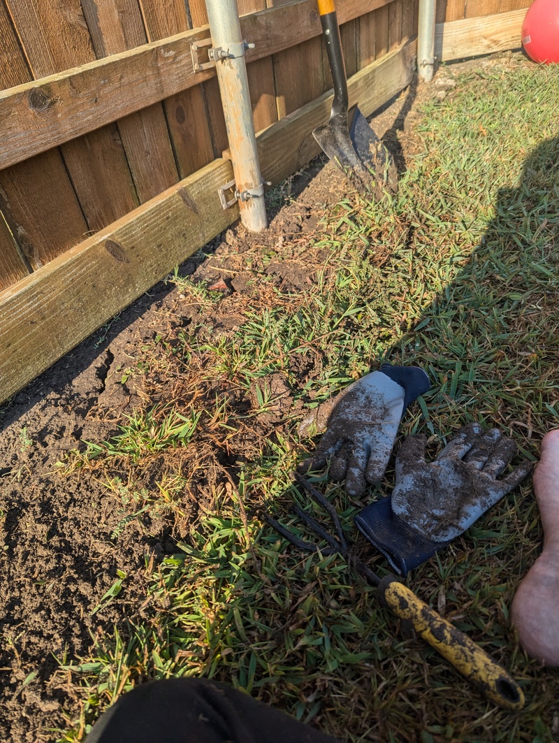 Future Garden along fence.