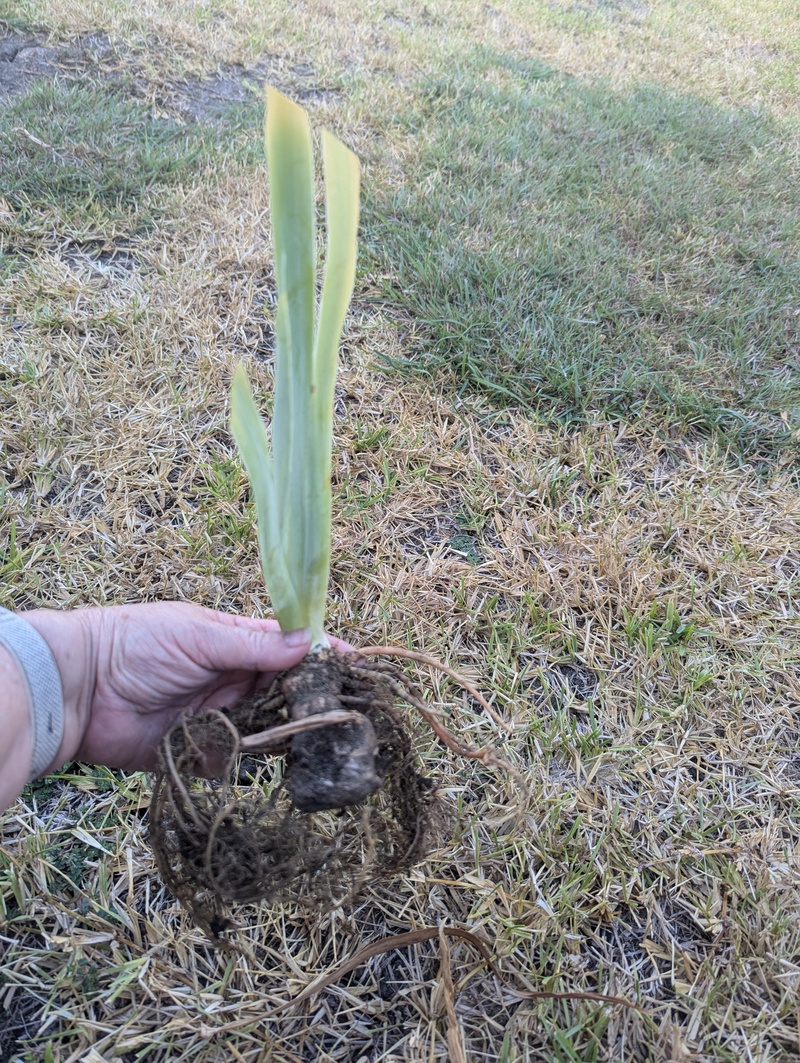 Friday Lois started planting the iris.