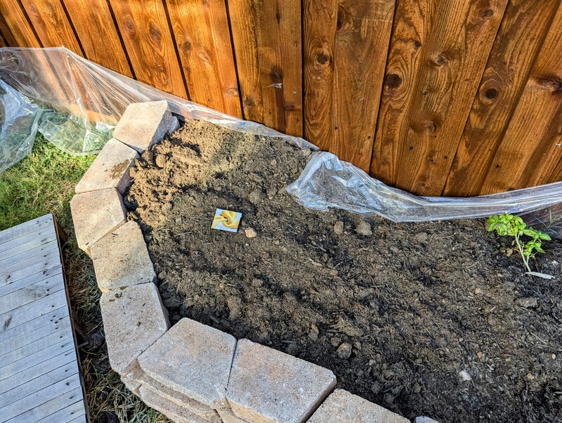 Lois planted yellow squash