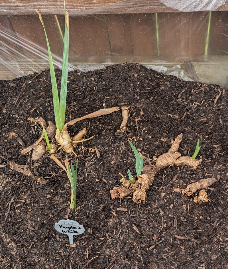 All the leaves on the right were just little white nubs a few days ago.