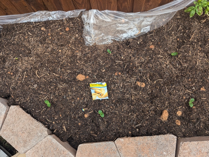 I was shocked to see that the yellow squash had already germinated.