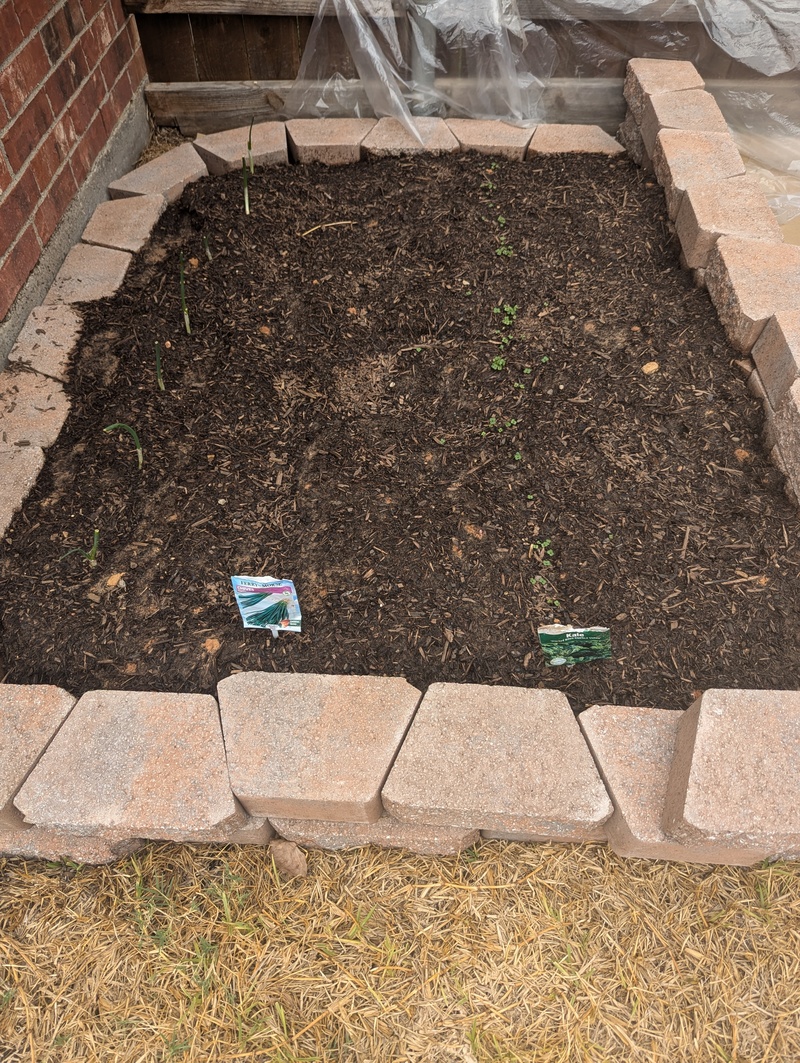 I was shocked to see that the kale had already germinated.