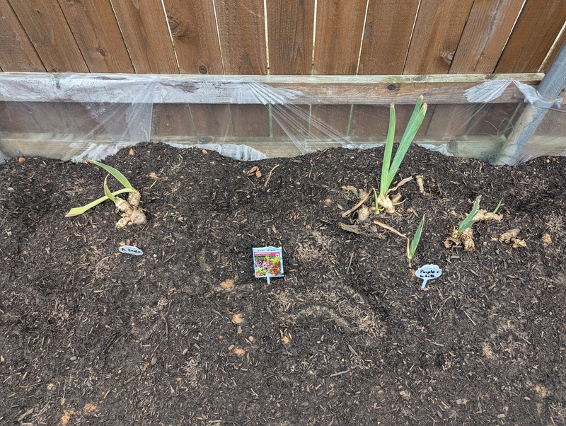 There are now lots of seeds planted between the iris.