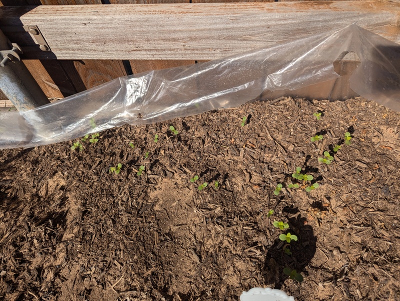 Seedlings are growing lots of places now.