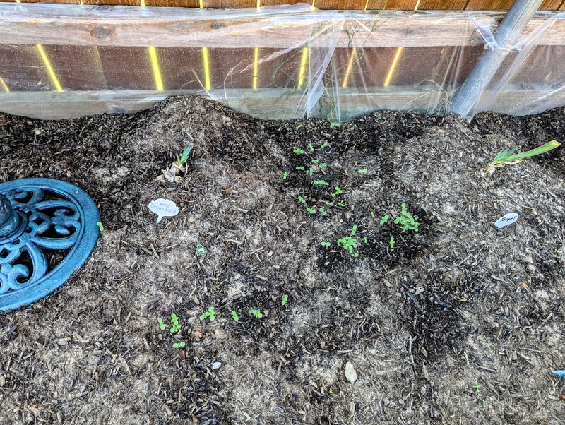 Seedlings are growing lots of places now.