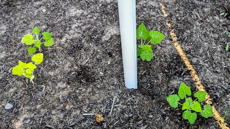 These squash look bigger and better.