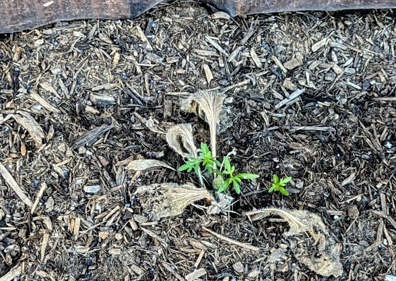 Seedlings are growing lots of places now.