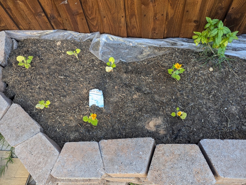 These seedlings have blossoms.