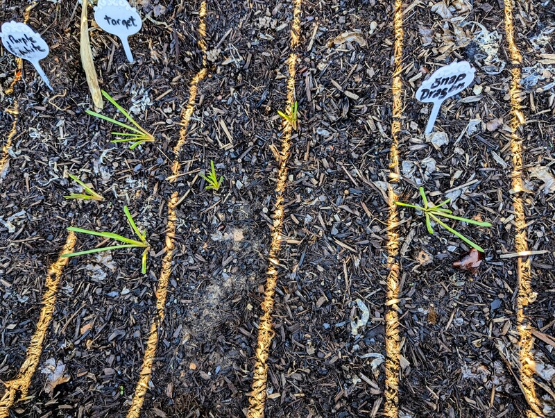 The grape hyacinth plants are emerging.  And the sunlight is painting yard lines on the football field.