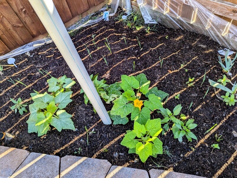 Look at all the allium bulbs emerging in the background