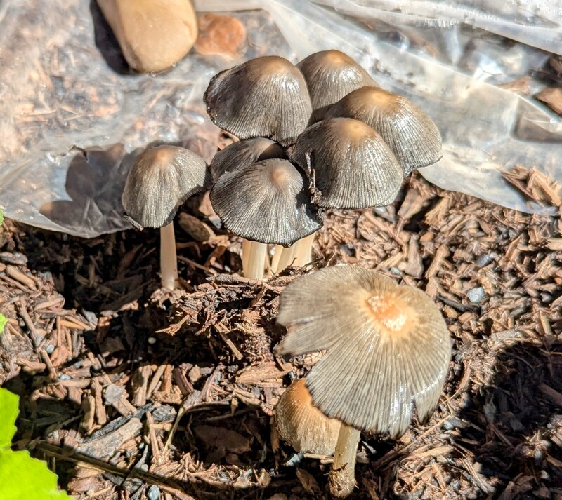 Some random mushrooms in the garden.