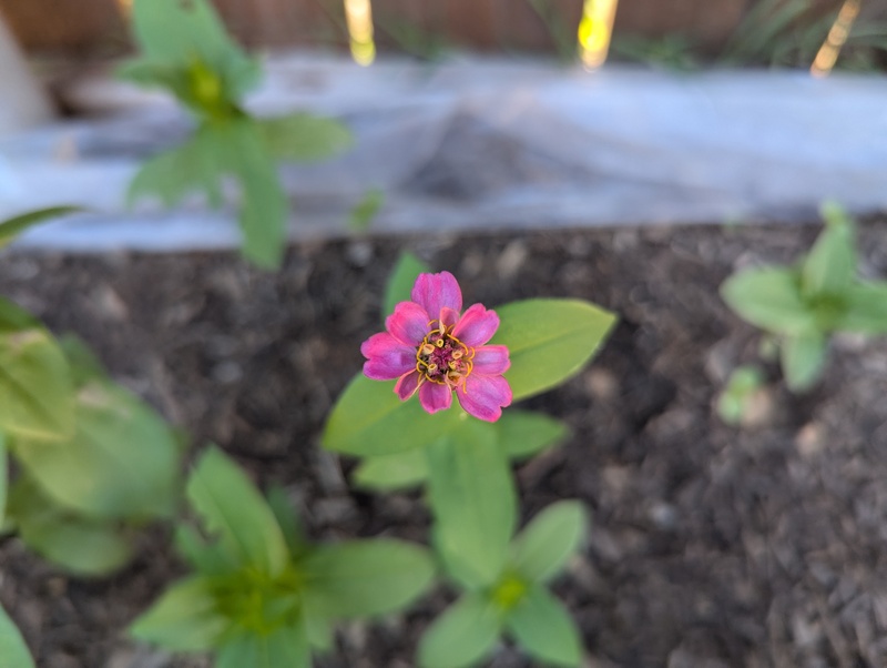 zinnia flower from seeds planted in August. Yay!