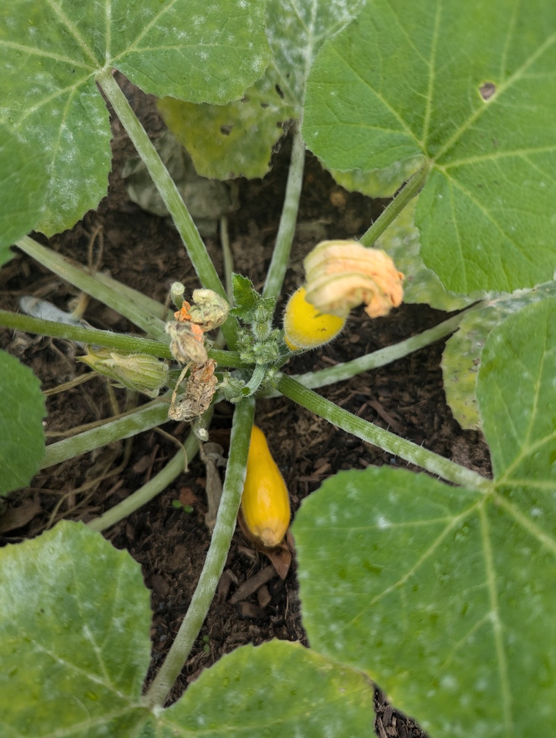 yellow zucchini in garden.