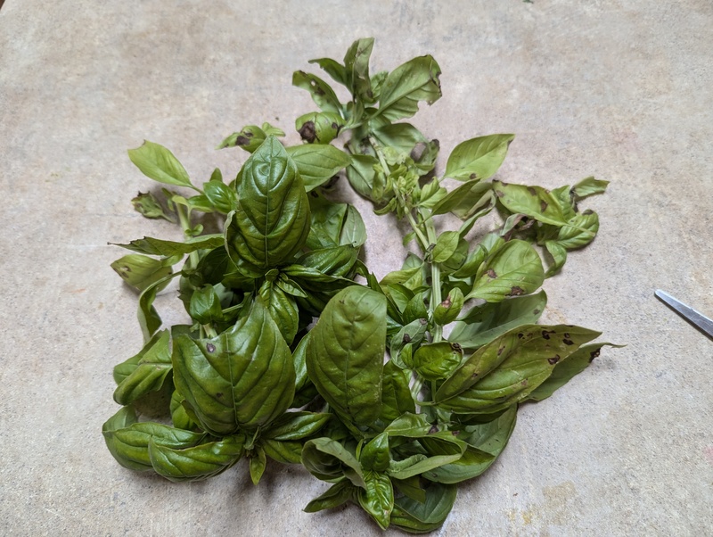 Basil