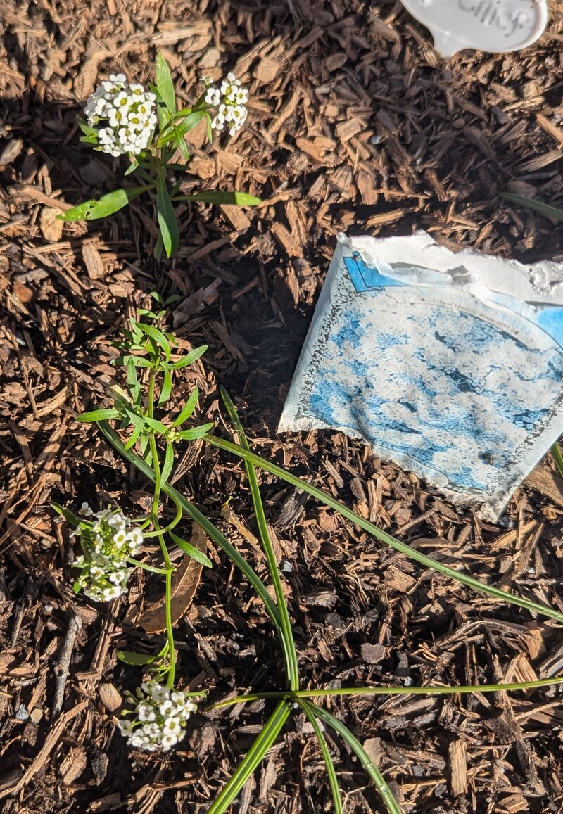 Alyssum in bloom.