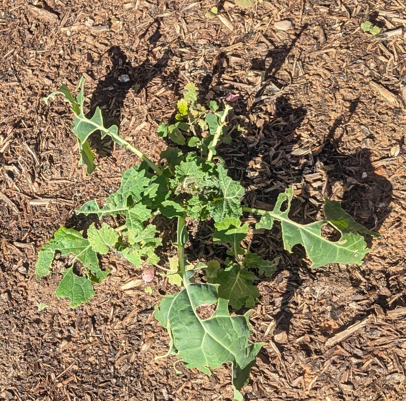 Something likes eating the kale.