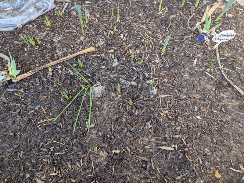 look at all the bulbs. How high will they be in a week?