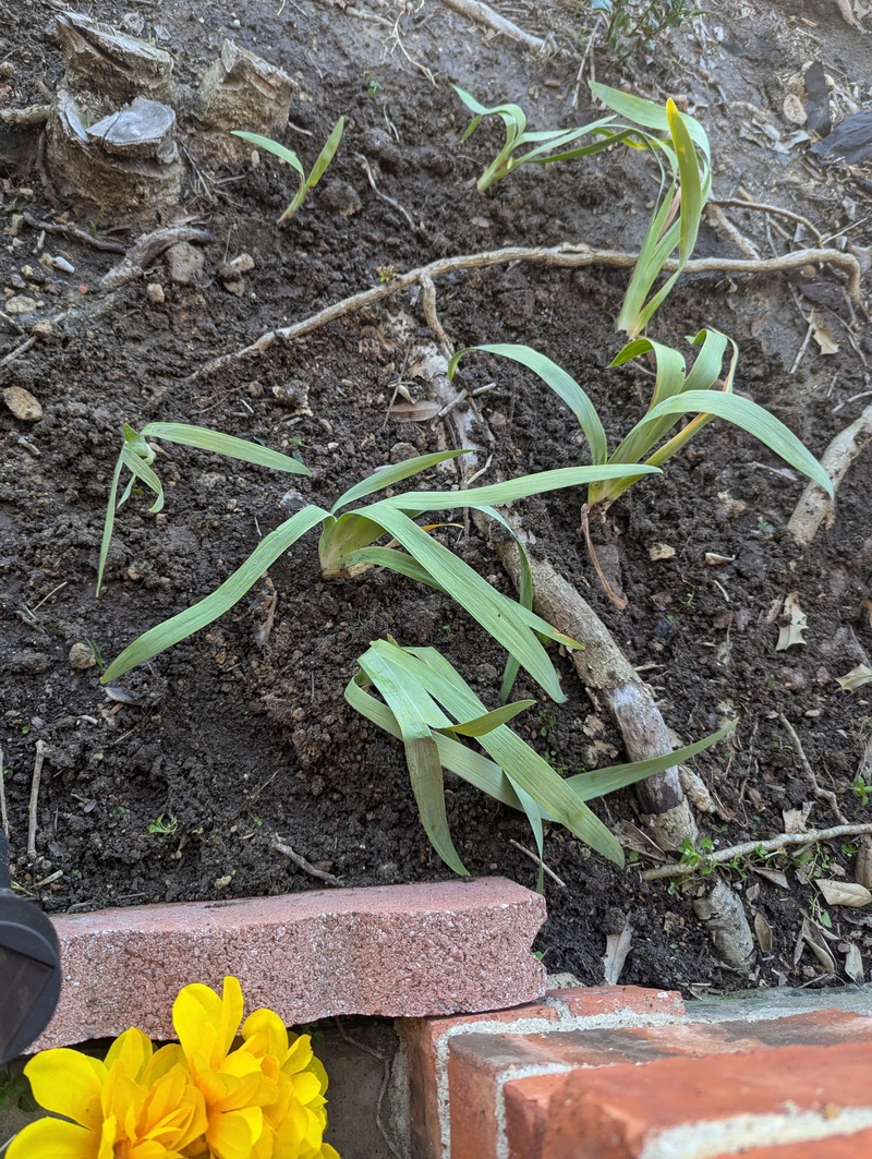 Closeup of one of the iris patches planted.