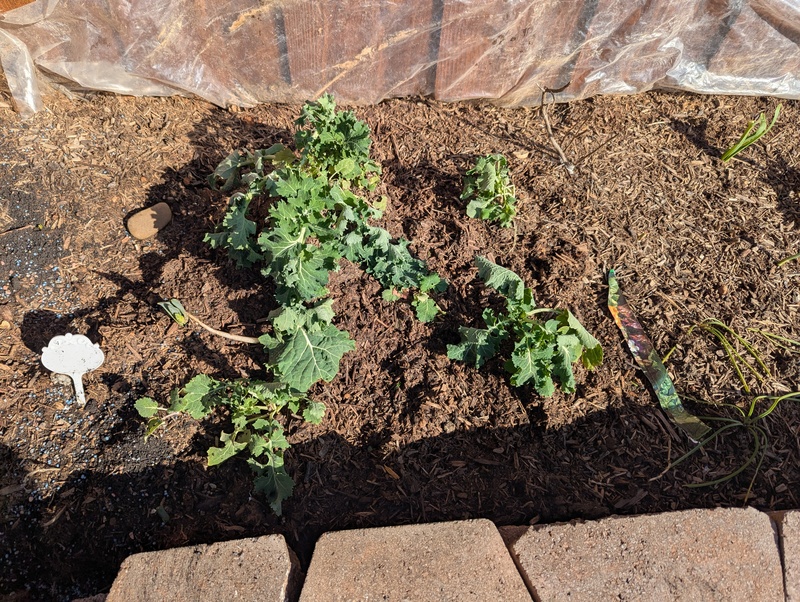 Kale a week after transplanting and harvesting
.